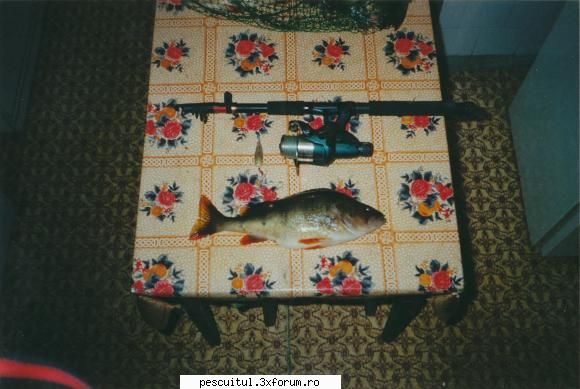 cel mai mare biban prins in romania! - S-au prins si peste 2 Kg - PESCUIT LA RAPITORI - DISCUTII GENERALE