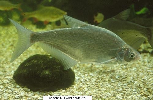 cosacul - Abramis ballerus ordinul Cypriniformes, familia - SPECII DE PESTI