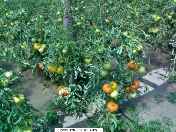 ferma curcani - sorprodan - BAZAR PESCAR - VANZARI , CUMPARARI