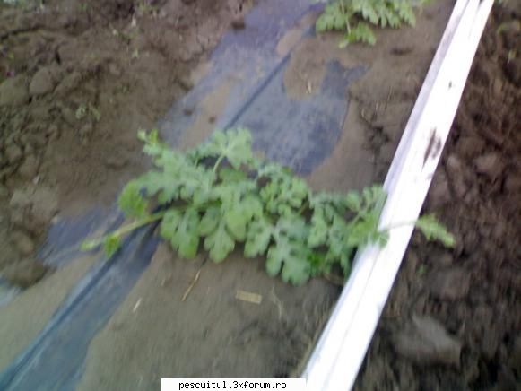 ferma curcani - sorprodan - BAZAR PESCAR - VANZARI , CUMPARARI