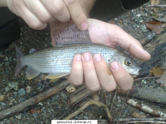 fly fishing la nimfa pe rauri mici de munte - Trofeul zilei pe care l-am mai postat - PESCUIT - FLY FISHING