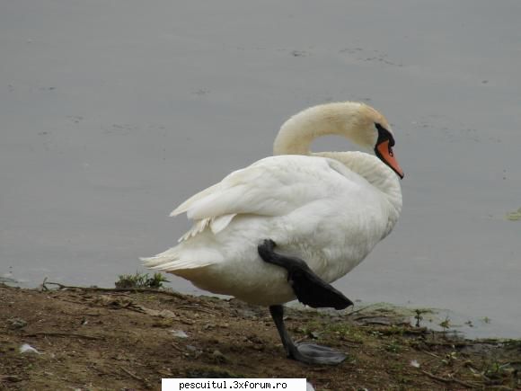 intalnire - Si o frumusete !!!!!!!!! - CAFENEA - DISCUTII OFF TOPIC