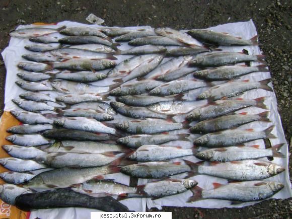 la scobar...toamna.... - Mihnea - PESCUITUL ALTOR SPECII DE PESTI