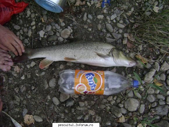 la scobar...toamna.... - Hm... sub 2kg? nu cred - PESCUITUL ALTOR SPECII DE PESTI