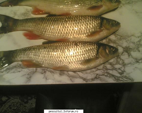 la scobar...toamna.... - Radu90 - PESCUITUL ALTOR SPECII DE PESTI