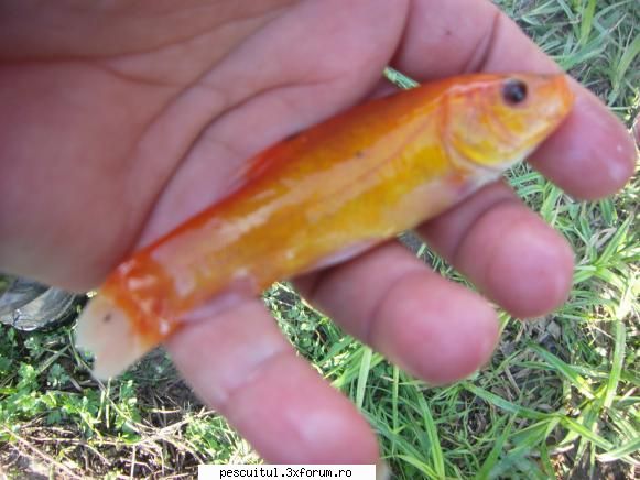 linul - Am reprodus cu succes linul ornamental(golden - PESCUIT STATIONAR