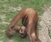 monkey bussines ! - Rockyonutz - NEURONU` ZAMBARET - BANCURI , HAIOASE , FUNNY