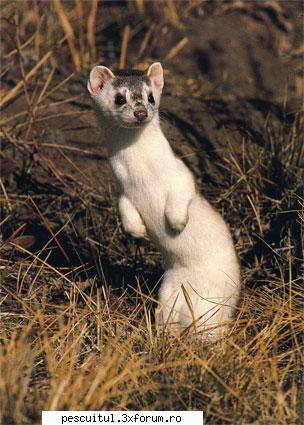 nevastuica, un animal ciudat - Spune-mi Cosmine , pe la voi nevastuica e - CAFENEA - DISCUTII OFF TOPIC