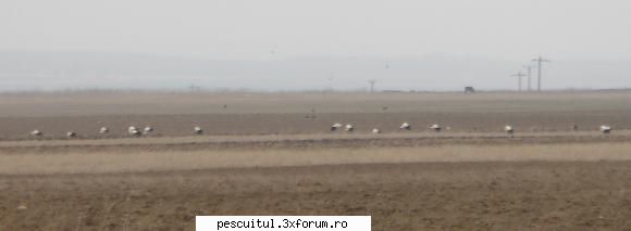 pescuit la dunavat tulcea - Uite-le Didele . Si pe noi ne-au uimit - PESCUIT LA DUNARE SI IN DELTA DUNARII