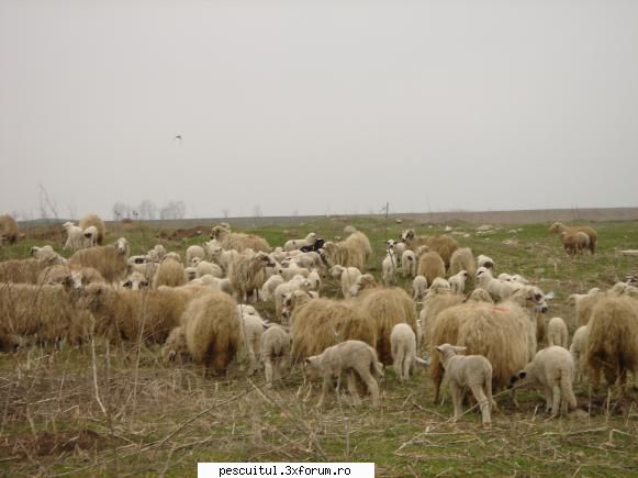 pescuit la dunavat tulcea - Si miei la fel . O multime ! Cred ca - PESCUIT LA DUNARE SI IN DELTA DUNARII