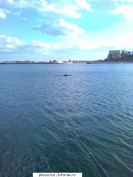 pescuit la marea neagra - pescuind alaturi de delfini - PESCUIT LA DUNARE SI IN DELTA DUNARII