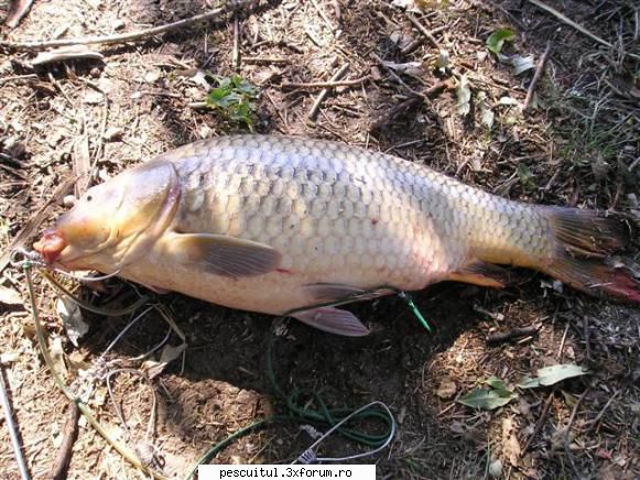 pescuit pe Dunare in zona TELEORMAN - Bine ai facut ca nu te-ai dus - PESCUIT LA DUNARE SI IN DELTA DUNARII