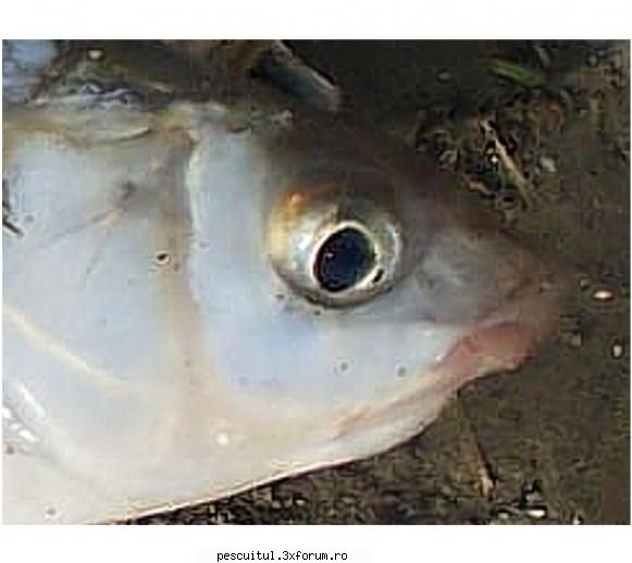 pescuit pe Siret - gata, asa e sigur! va sa zica: Ionutz - PESCUITUL PE RAURI (altele decat Dunarea)