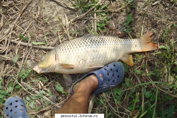 pescuit pe Siret - Am fost sambata in plimbare.. unu` la 6 si o - PESCUITUL PE RAURI (altele decat Dunarea)
