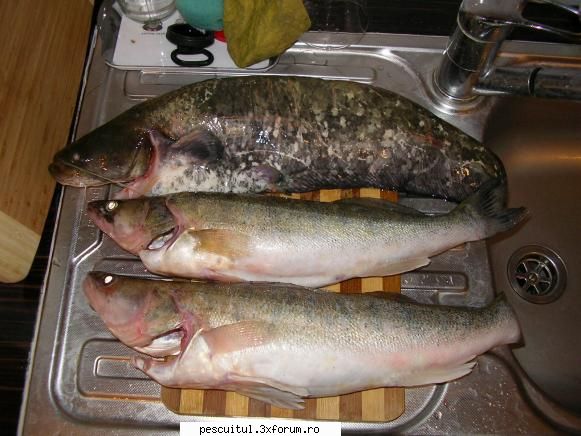 pescuit pe dunare la galati - danistrate - PESCUIT LA DUNARE SI IN DELTA DUNARII