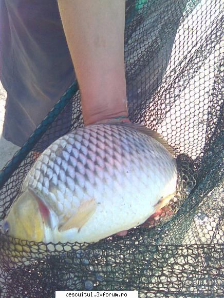 pescuit pe dunare la galati - danistrate - PESCUIT LA DUNARE SI IN DELTA DUNARII