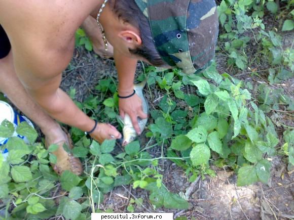 pescuit pe raul Prut - singura captura in acea zi..il ''sprayam'' - PESCUITUL PE RAURI (altele decat Dunarea)