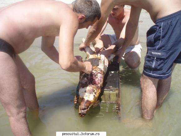 purcel..... - simplu dar tre sa fi oleaca - RETETE - bors de peste , peste la gratar , peste la cuptor ....