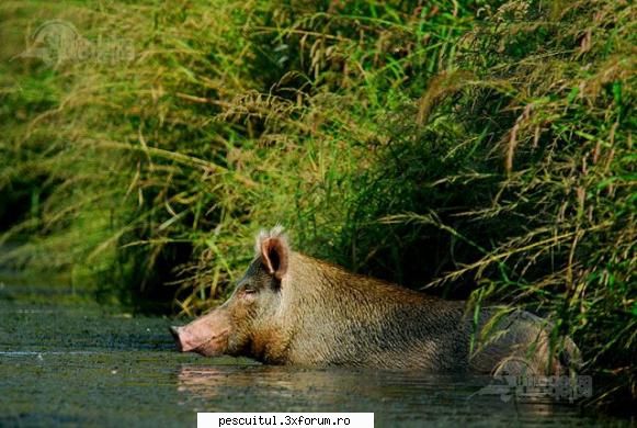 purcel..... - Asa arata porcul din Delta - RETETE - bors de peste , peste la gratar , peste la cuptor ....