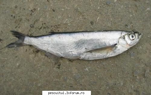 sabita - SABITA sau Pelecus cultratus face parte din - SPECII DE PESTI