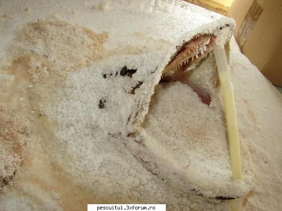 trofeu de stiuca - Sunt frumoase panopliile dar ,TROFEELE NU LE-AI - ATELIER - HOME MADE , BRICO
