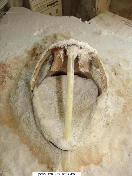 trofeu de stiuca - valy - ATELIER - HOME MADE , BRICO